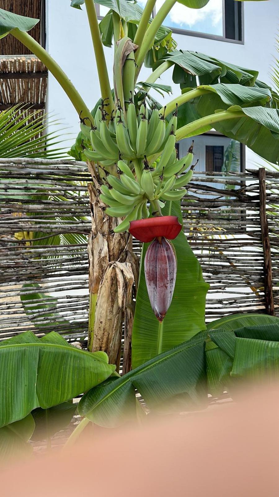 Maracuja Villa Zanzibar Bwejuu Eksteriør bilde